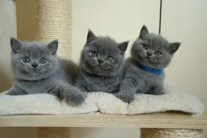 1-3 months Female Purebred British Shorthair
