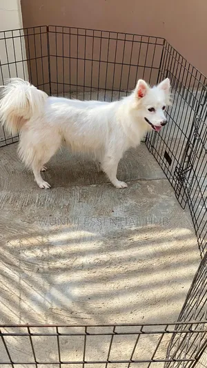 1+ year Female Purebred American Eskimo
