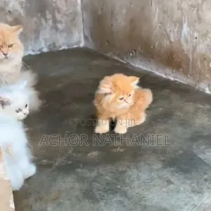 1-3 months Male Purebred Persian