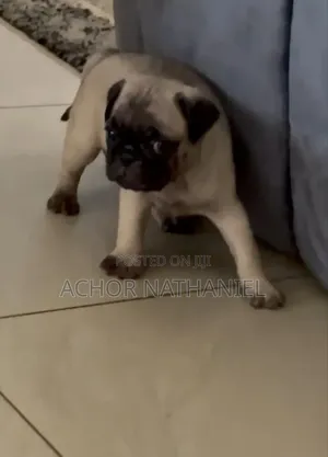 1-3 months Male Purebred Pug