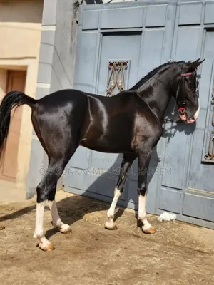 Horse Sudanese