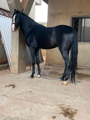 Male Horse Argentina
