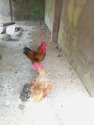 Life Chicken