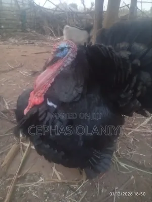 Local Turkey for Sale