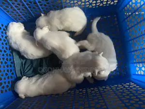 1-3 months Female Purebred American Eskimo