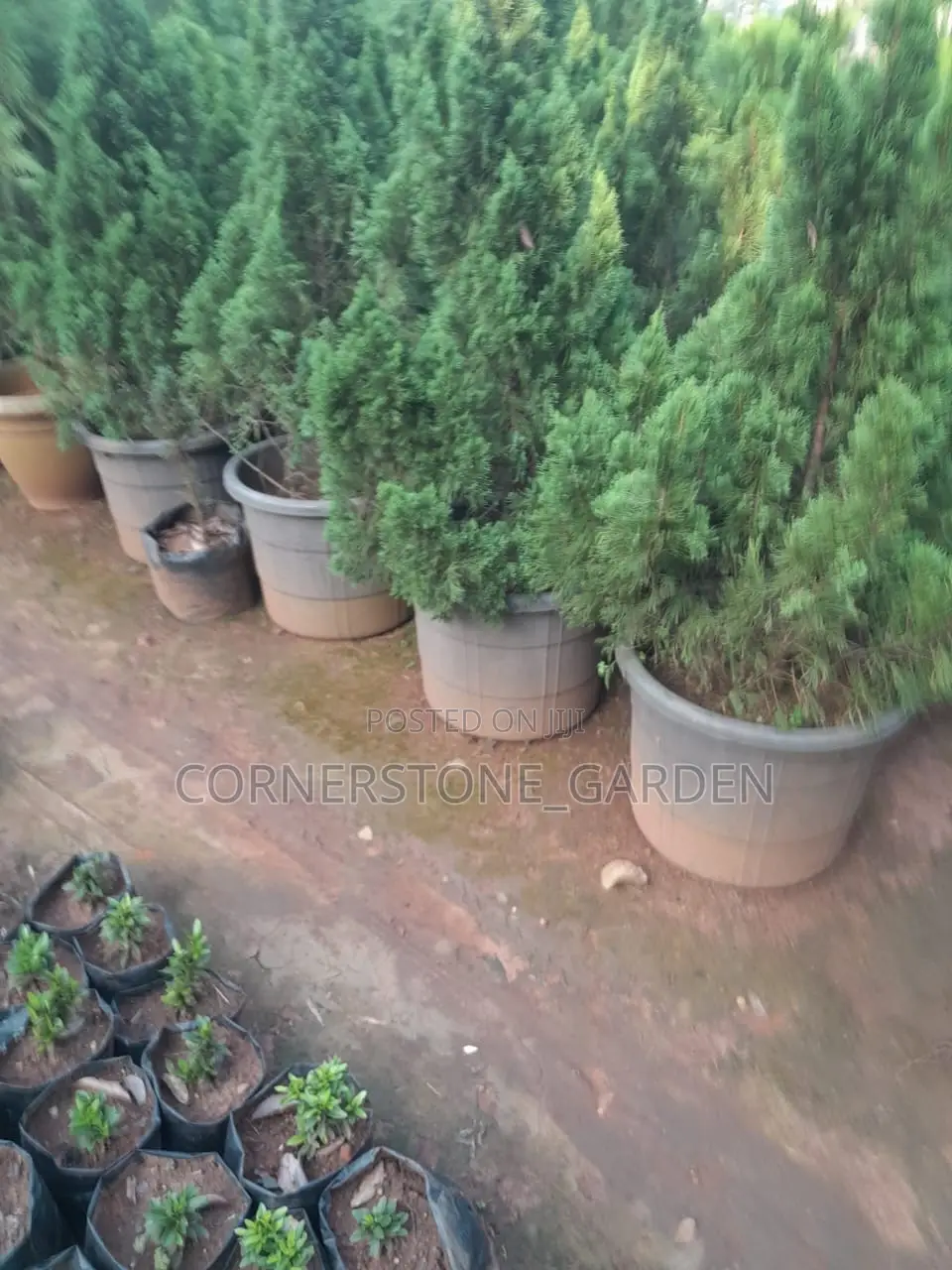 Juniper Plant
