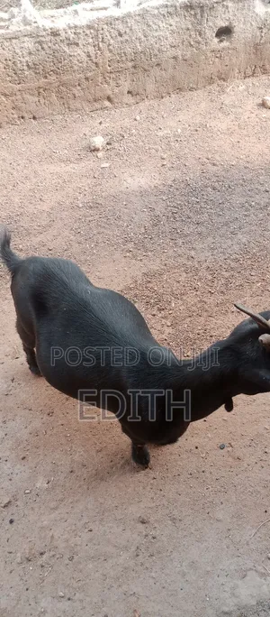 Goat Dealer