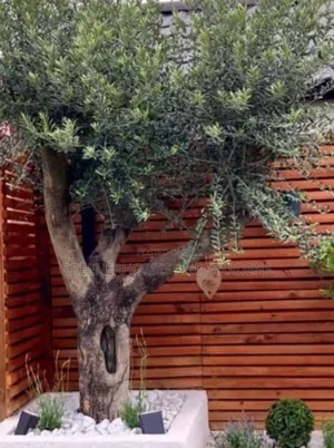 Olive Tree Seedlings