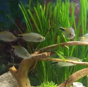 Alestes Tetra