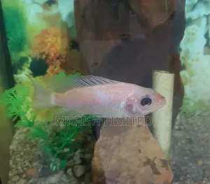 Red Snapper