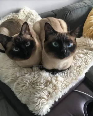 1-3 months Male Purebred Siamese