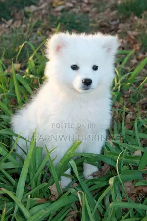 1-3 months Female Purebred American Eskimo
