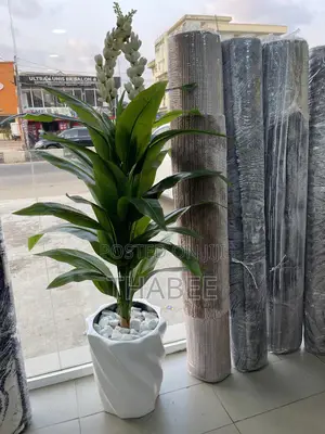 Tall Green Plant in Fibrepot