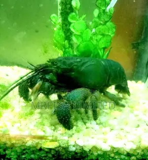 Vampire Shrimp