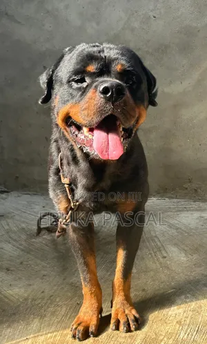 1+ year Male Purebred Rottweiler