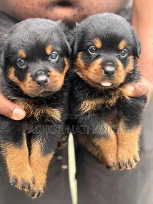 1-3 months Female Purebred Rottweiler