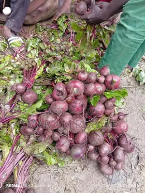 Fresh Beetroot