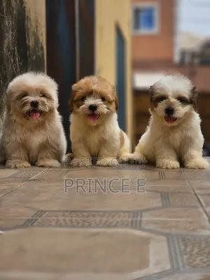 1-3 months Female Purebred Lhasa Apso