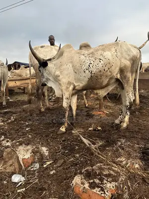 Healthy Cows for Sale
