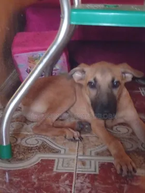 6-12 months Male Mixed Breed Boerboel