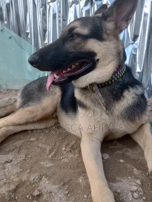 1-3 months Female Mixed Breed German Shepherd