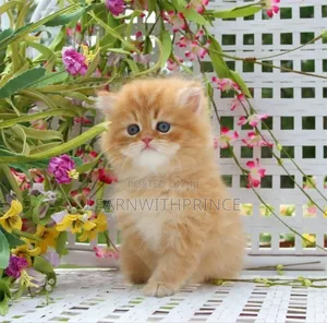 1-3 months Female Purebred Persian