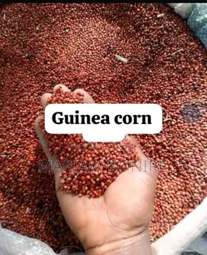Guinea Corn
