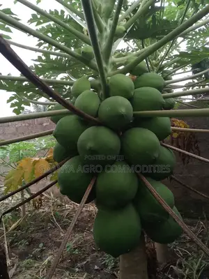 Hybrid Dwarf Pawpaw Seedlings