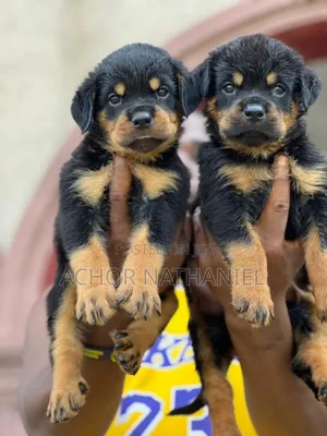 1-3 months Female Purebred Rottweiler