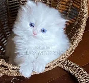 1-3 months Female Purebred Persian