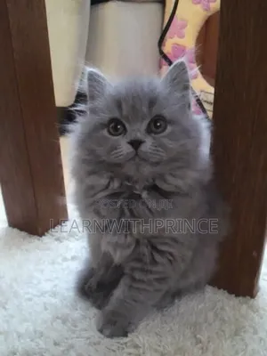 1-3 months Male Purebred Persian