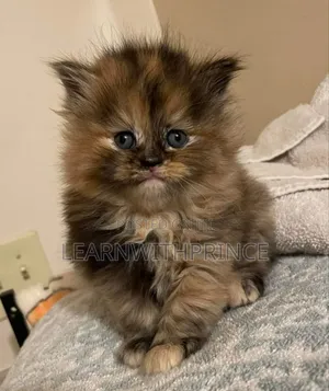 1-3 months Female Purebred Persian