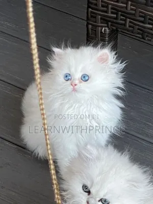 1-3 months Female Purebred Persian
