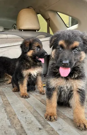 1-3 months Female Purebred German Shepherd