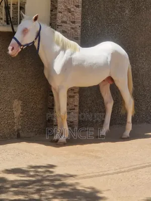 White Female Horse Up for Rehoming