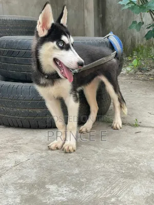 3-6 months Male Purebred Siberian Husky