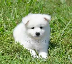 1-3 months Male Purebred American Eskimo