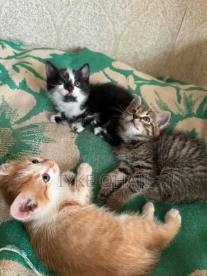 1-3 months Female Purebred American Shorthair