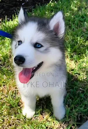 1-3 months Male Purebred Siberian Husky
