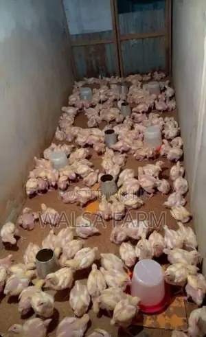 Healthy 3-Week Broilers – Vaccinated – Bulk Available, Ilorin