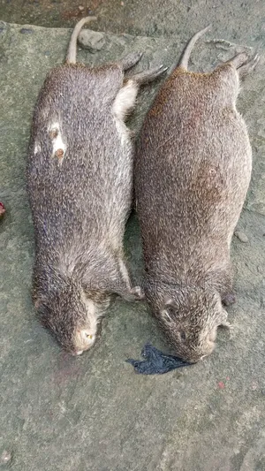 Bush Meats