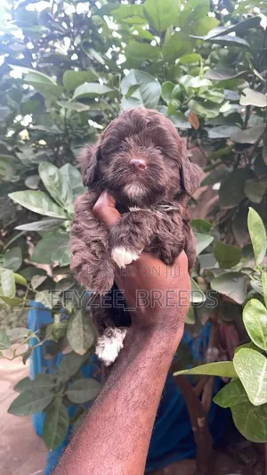 1-3 months Male Purebred Poodle