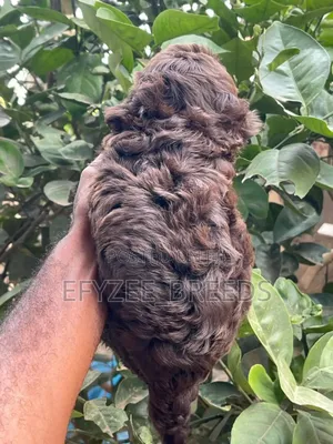 1-3 months Male Purebred Poodle