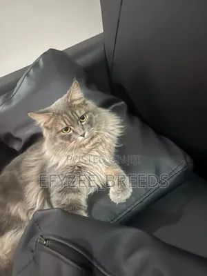 6-12 months Male Purebred Persian