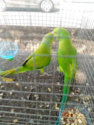 Indian Ring Neck (Parakeet)