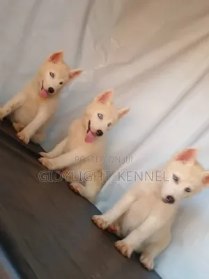 1-3 months Female Purebred Siberian Husky
