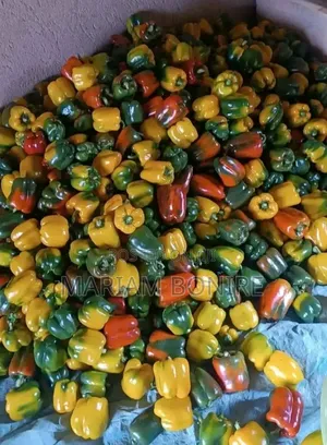 Bell Pepper