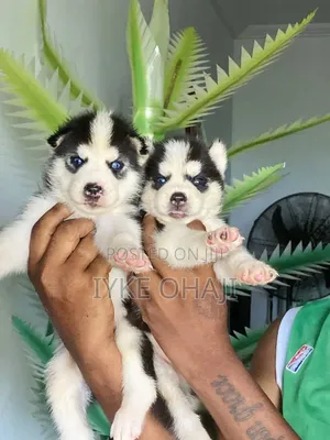 1-3 months Female Purebred Siberian Husky