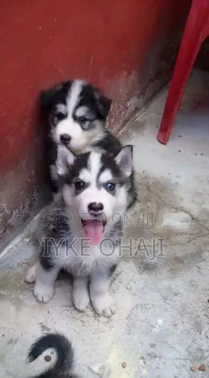 1-3 months Male Purebred Siberian Husky