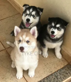 1-3 months Female Purebred Siberian Husky